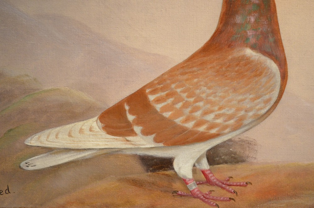 E H Windred - Pigeon Oil Painting View IV