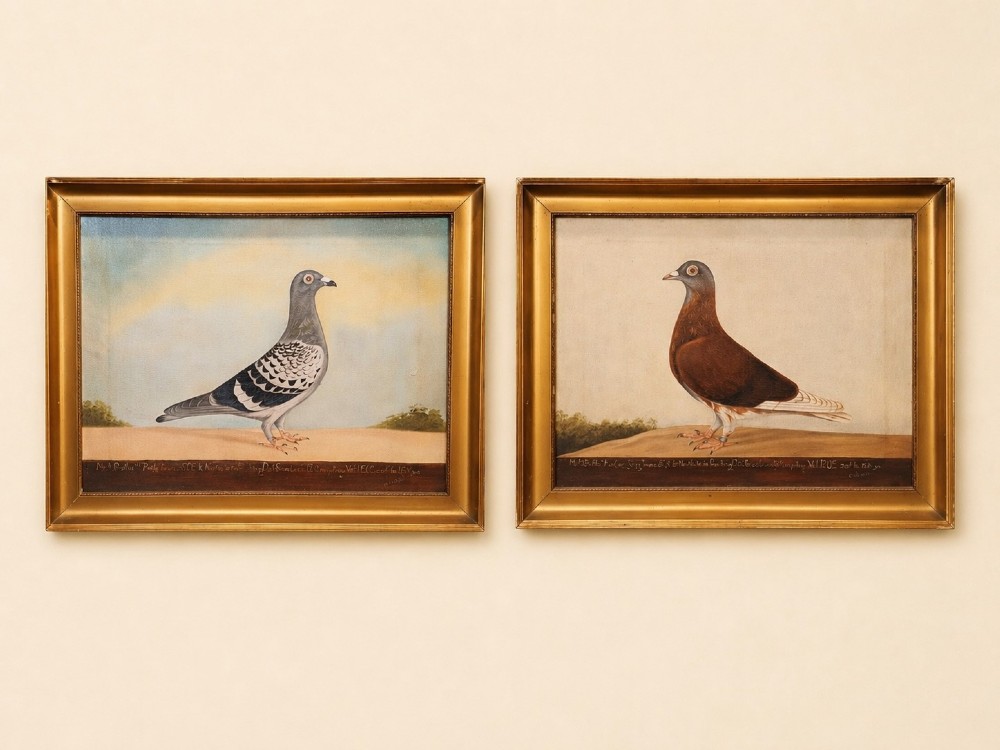 A pair of framed antique oil paintings on canvas depicting a grey racing pigeon on the left and a brown racing pigeon on the right, both set against muted backgrounds with inscriptions along the lower border.
