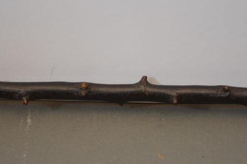 IRISH BLACKTHORN CLENCHED FIST SWAGGER STICK C1840 - ADDITIONAL PHOTO 3