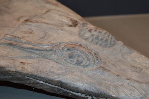 SEPIK RIVER CROCODILE CANOE PROW CARVING C1880 - ADDITIONAL PHOTO 7