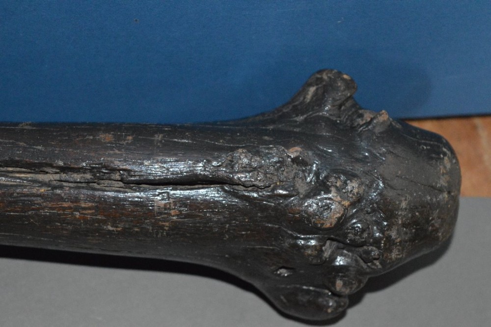 A close-up view of an 18th-century Fijian vunikau war club featuring a dense dark hardwood shaft and a knotted root stock head.