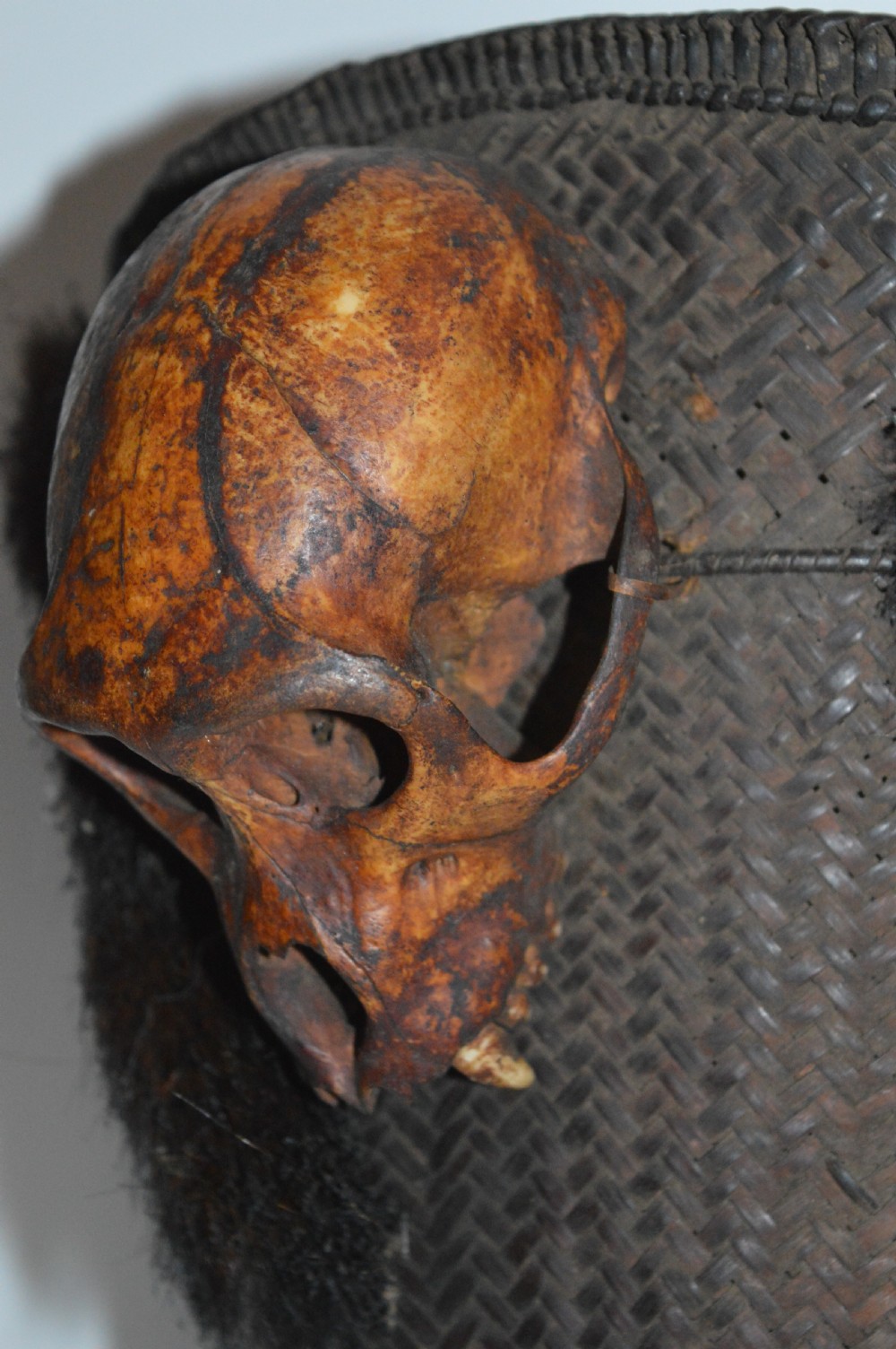 Dayak Headhunters Basket, c 1920,Monkey Head and Tail Decoration View II