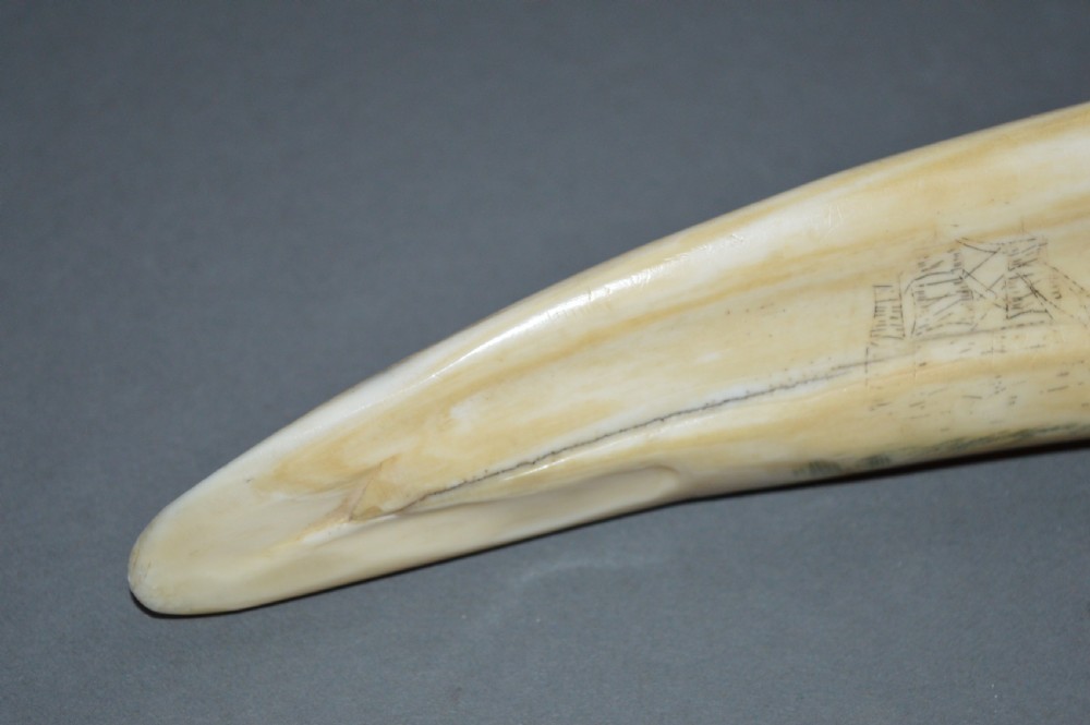 Walrus Tusk Scrimshaw,c 1860. Large 19th Century Example. View IV