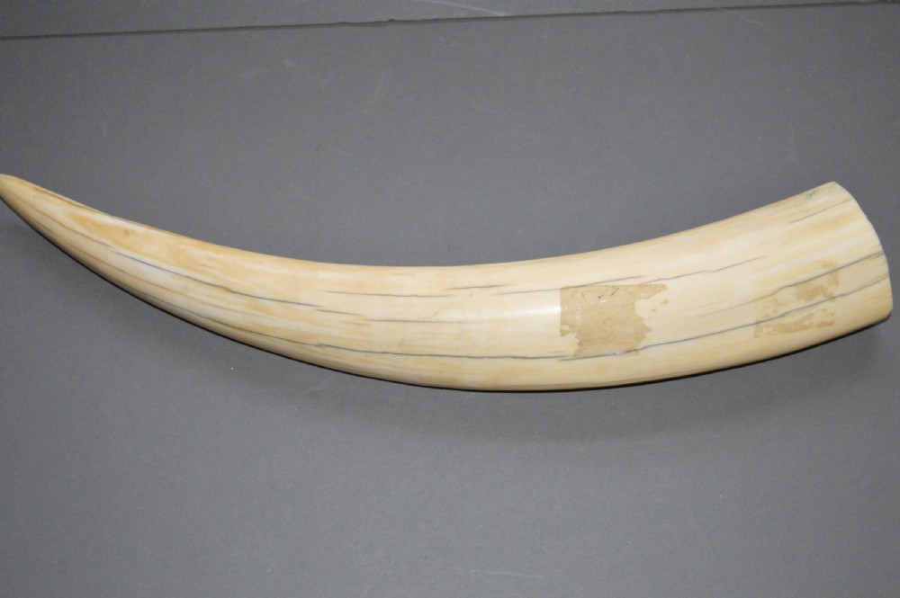 Walrus Tusk Scrimshaw,c 1860. Large 19th Century Example. View VI