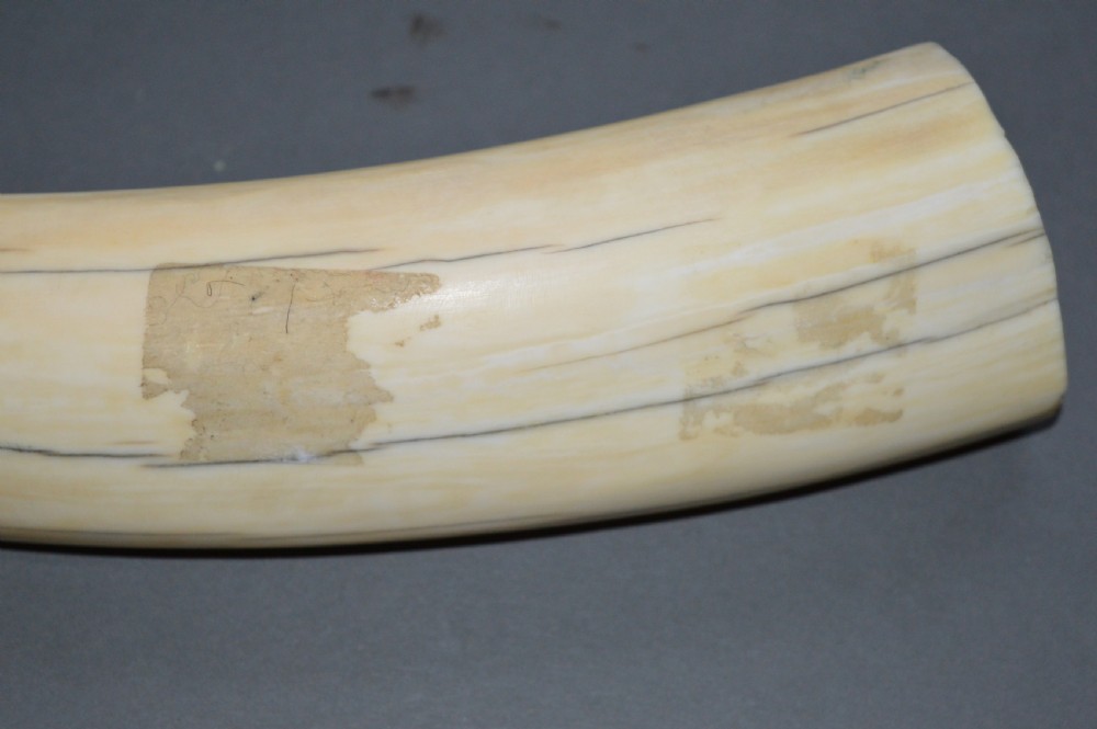 Walrus Tusk Scrimshaw,c 1860. Large 19th Century Example. View VII