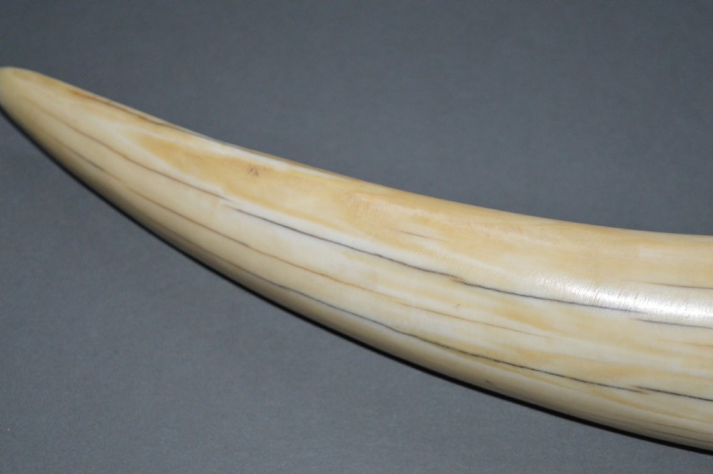 Walrus Tusk Scrimshaw,c 1860. Large 19th Century Example. View VIII