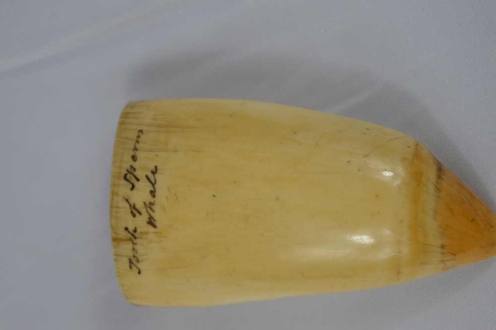 19th Century Whale Tooth Scrimshaw,c1840 View IV