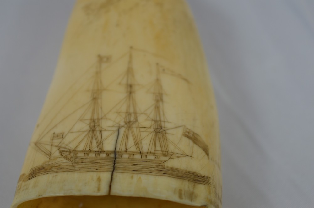 19th Century Whale Tooth Scrimshaw,c1840 View VII