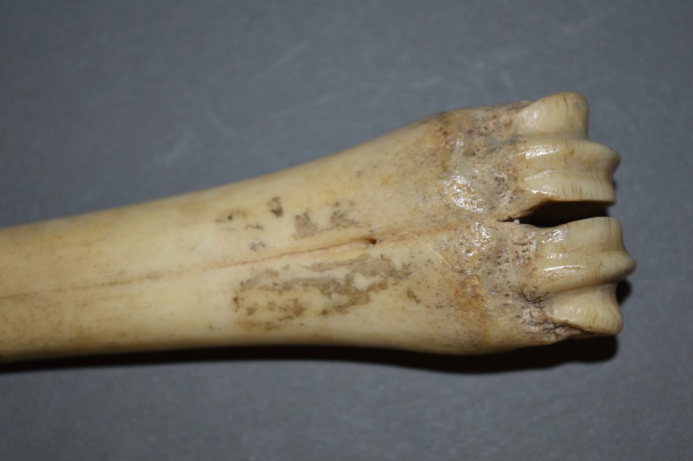 Napoleonic Prisoner Of War Bone Spoon, c 1810 View V
