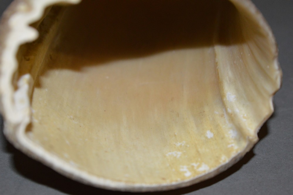 18th Century Cow Horn Scrimshaw, c1780 View IX