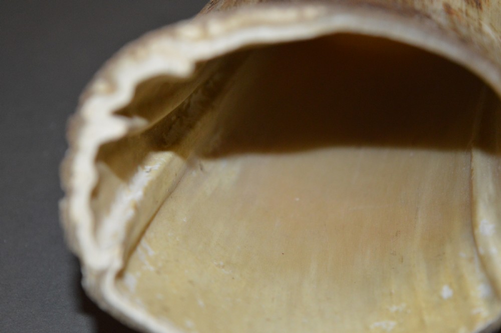 18th Century Cow Horn Scrimshaw, c1780 View X