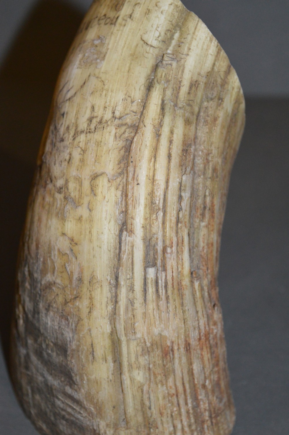 18th Century Cow Horn Scrimshaw, c1780 View XII