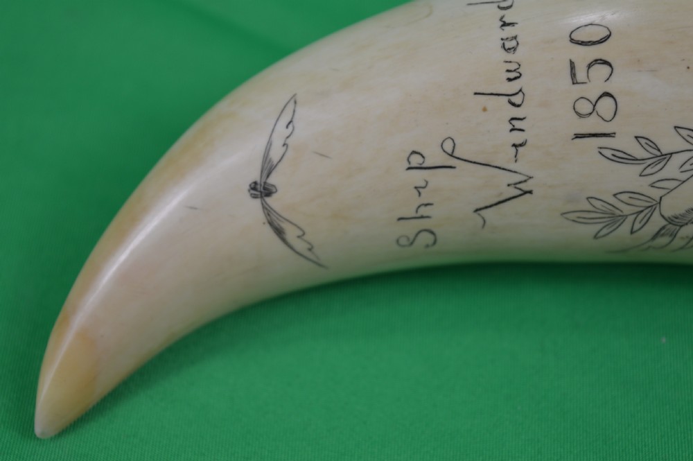 Large Whale Tooth Scrimshaw Dated 1850 View III