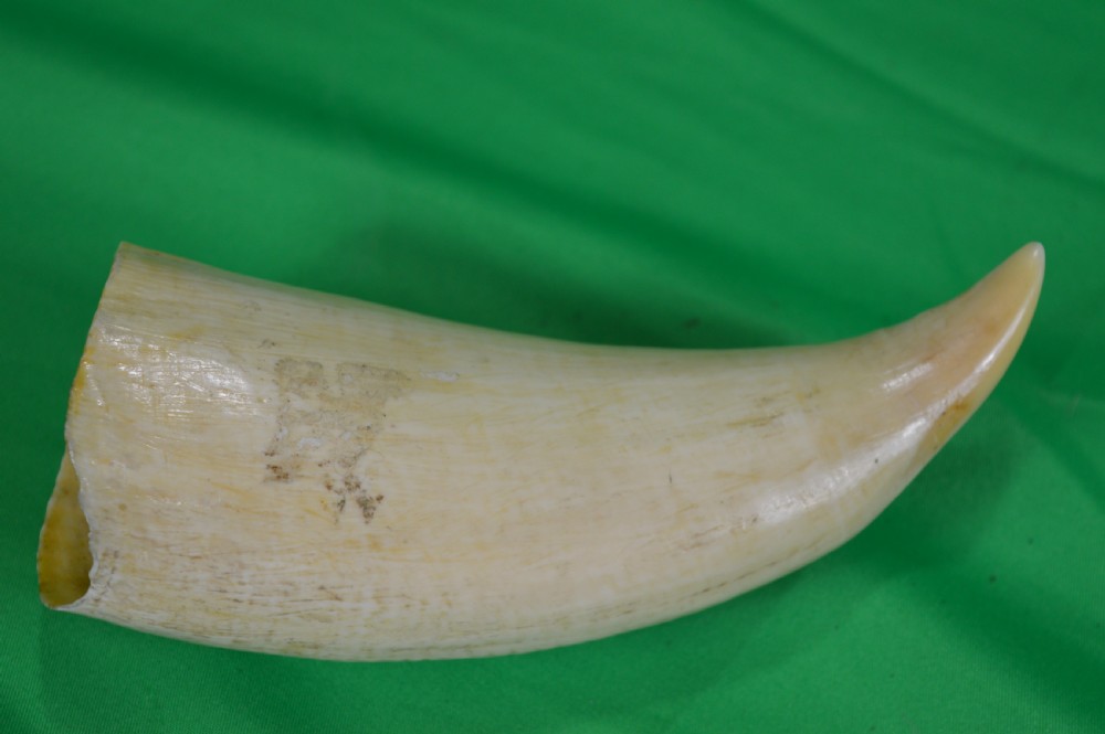Large Whale Tooth Scrimshaw, Dated 1891, Whaling Scene View III