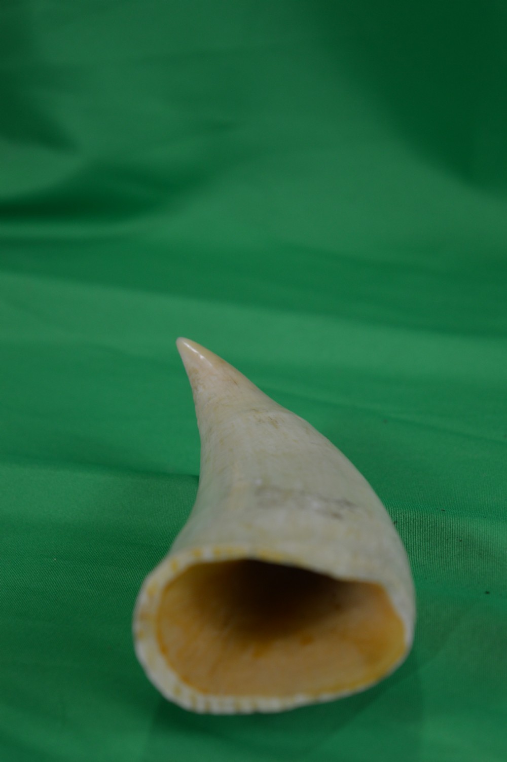 Large Whale Tooth Scrimshaw, Dated 1891, Whaling Scene View IV