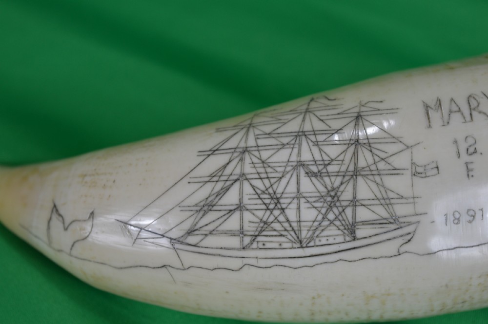 Large Whale Tooth Scrimshaw, Dated 1891, Whaling Scene View VI
