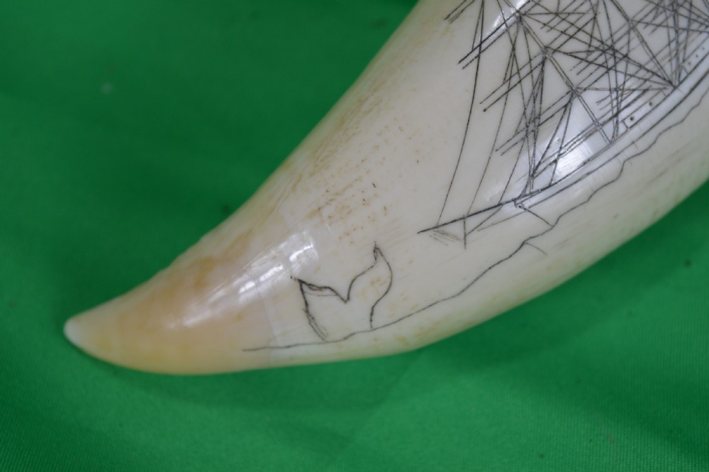 Large Whale Tooth Scrimshaw, Dated 1891, Whaling Scene View VII