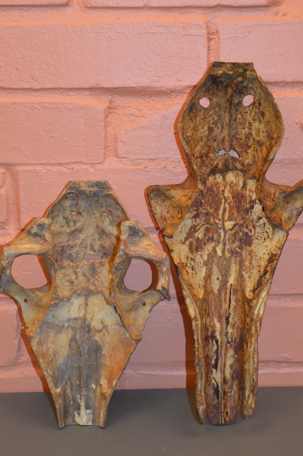 2 Large Tribal Scrimshaw  Bone Carvings, c1890 View IV