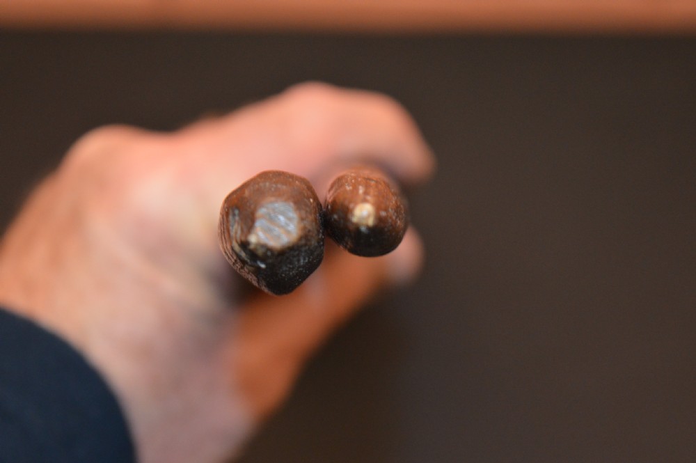 A pair of 19th-century carved Australian Aboriginal hardwood throwing clubs with pointed ends and incised dot decoration laid on a dark surface. View X