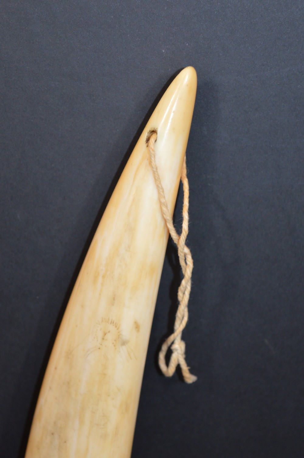 Large Scrimshaw Walrus Tusk,c1870 View IV