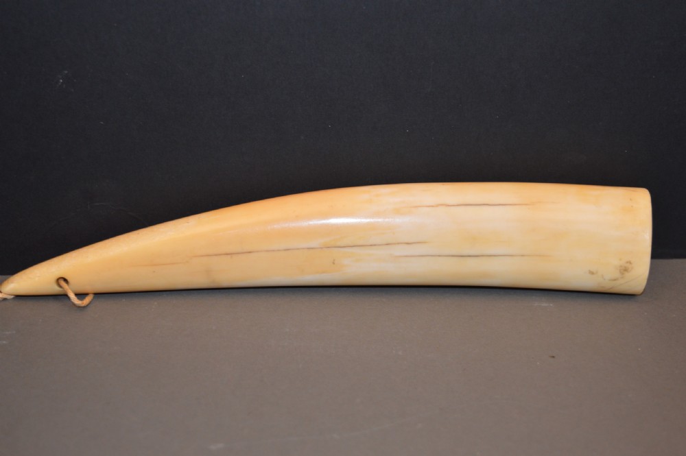 Large Scrimshaw Walrus Tusk,c1870 View V