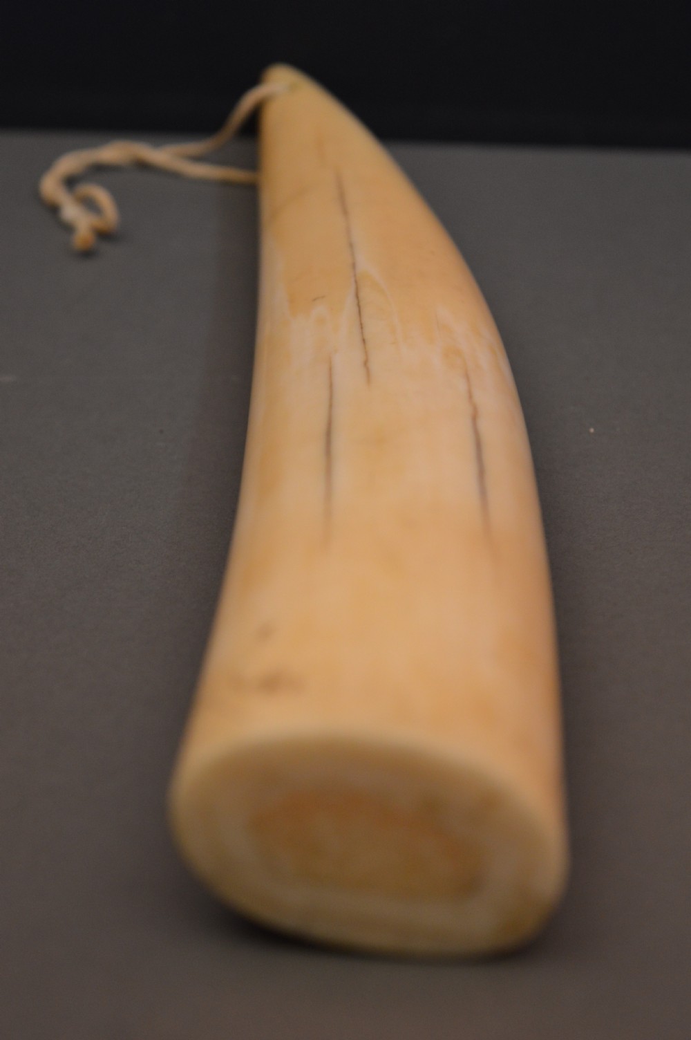 Large Scrimshaw Walrus Tusk,c1870 View VI