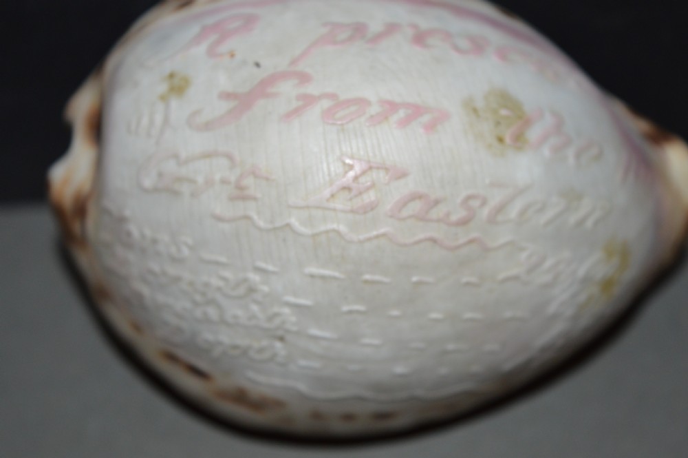 Carved Souvenir Cowrie Shell From Ship SS Great Eastern, c 1860 View II
