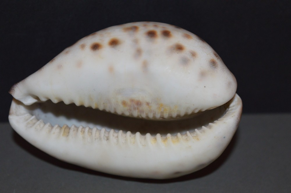 Carved Souvenir Cowrie Shell From Ship SS Great Eastern, c 1860 View III