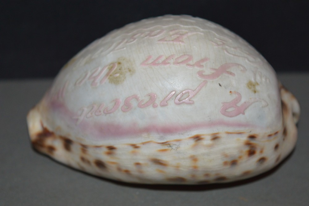 Carved Souvenir Cowrie Shell From Ship SS Great Eastern, c 1860 View IV
