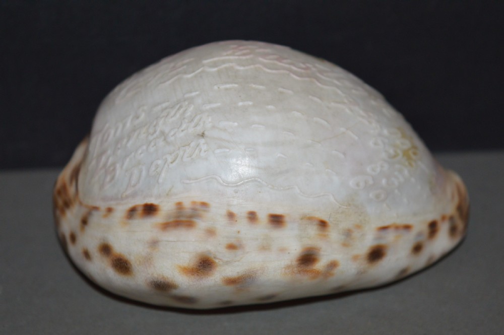 Carved Souvenir Cowrie Shell From Ship SS Great Eastern, c 1860 View V