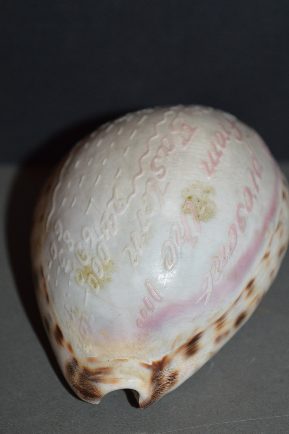 Carved Souvenir Cowrie Shell From Ship SS Great Eastern, c 1860 View VI