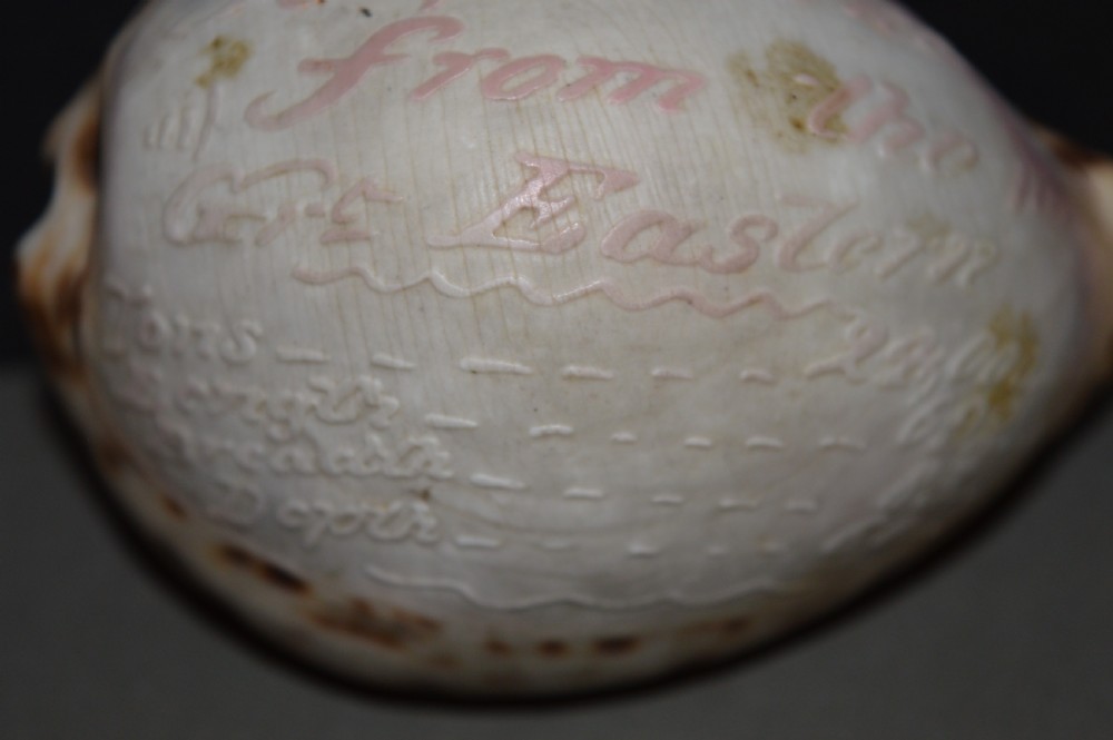 Carved Souvenir Cowrie Shell From Ship SS Great Eastern, c 1860 View VIII