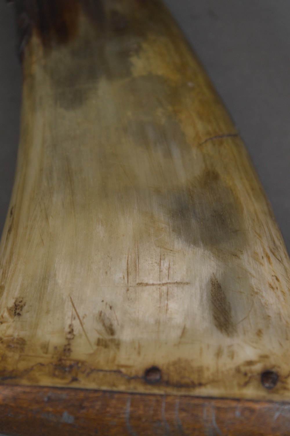 An 18th-century natural curved horn powder flask featuring a fitted wooden base plug pinned with iron tacks and a tapered spout. View V