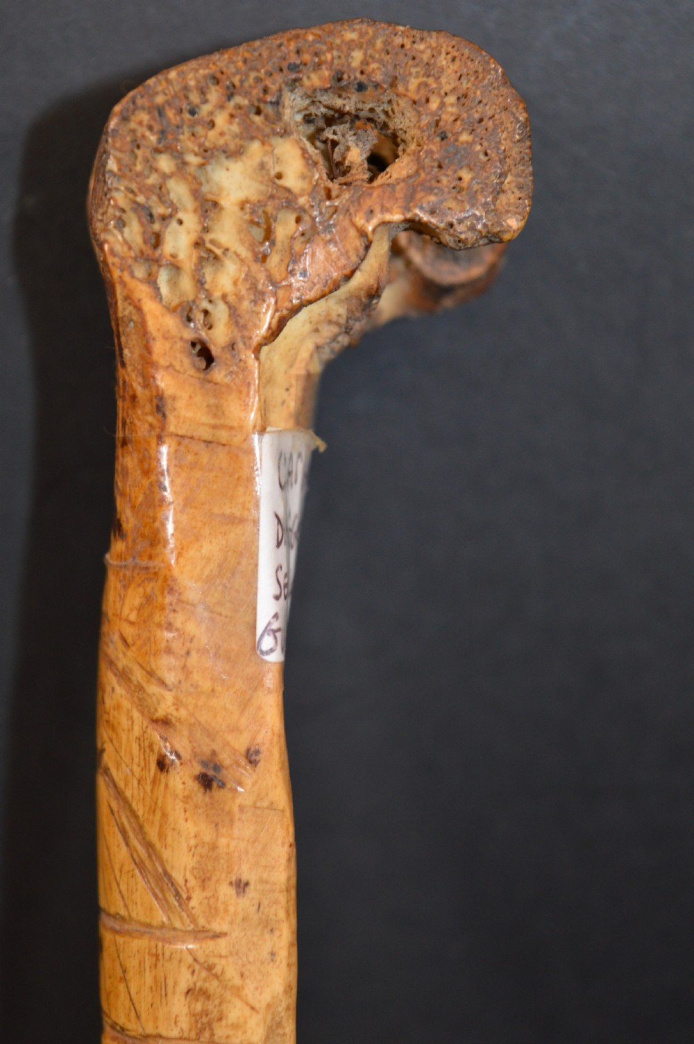 Tribal Sepik River Cassowary Bone Dagger,c1890 View XII