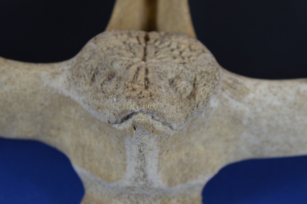 A carved whale vertebra figure with extended side limbs, stylized facial features, and a textured bone surface. View II