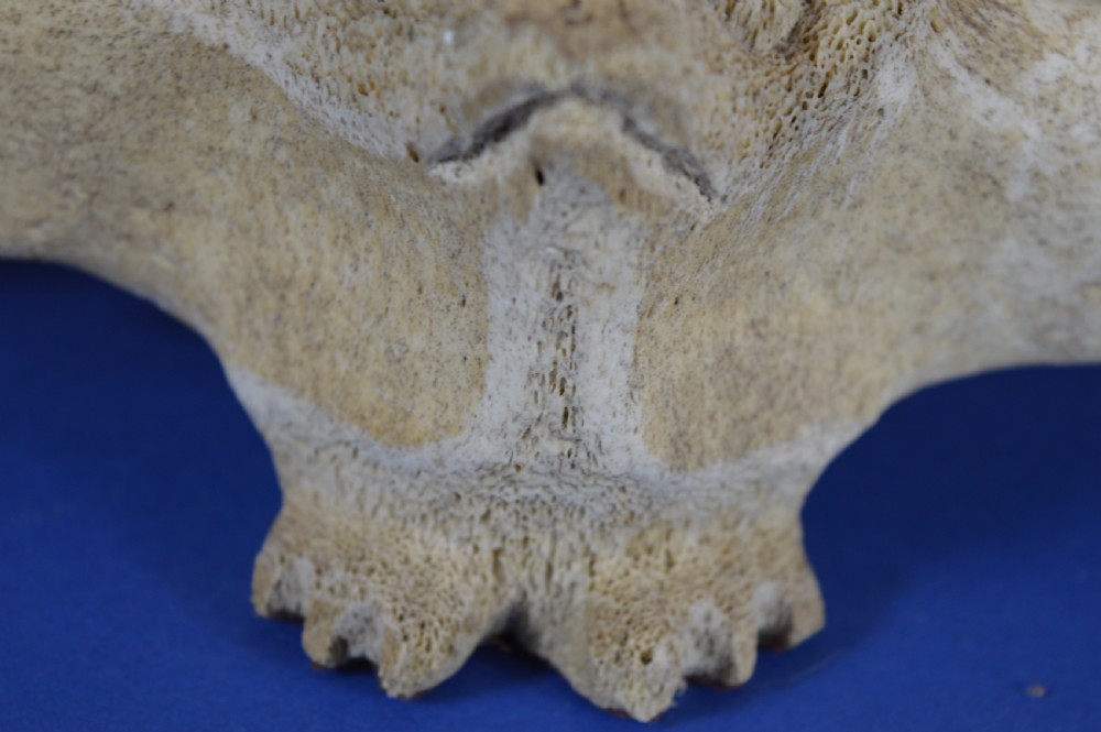 A carved whale vertebra figure with extended side limbs, stylized facial features, and a textured bone surface. View IV