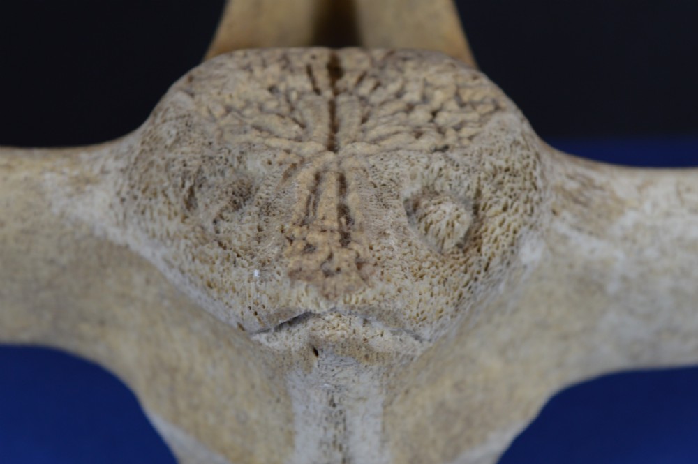 A carved whale vertebra figure with extended side limbs, stylized facial features, and a textured bone surface. View V
