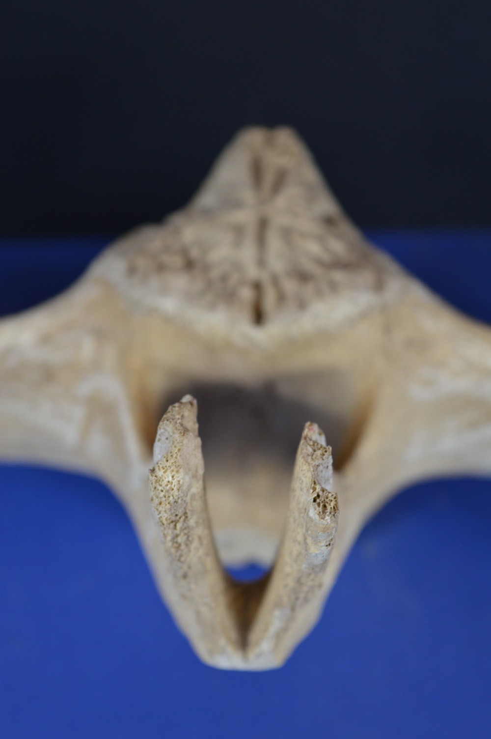 A carved whale vertebra figure with extended side limbs, stylized facial features, and a textured bone surface. View IX