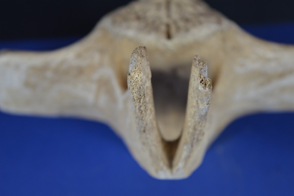 A carved whale vertebra figure with extended side limbs, stylized facial features, and a textured bone surface. View X