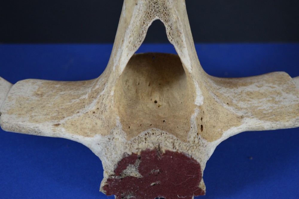 A carved whale vertebra figure with extended side limbs, stylized facial features, and a textured bone surface. View XI