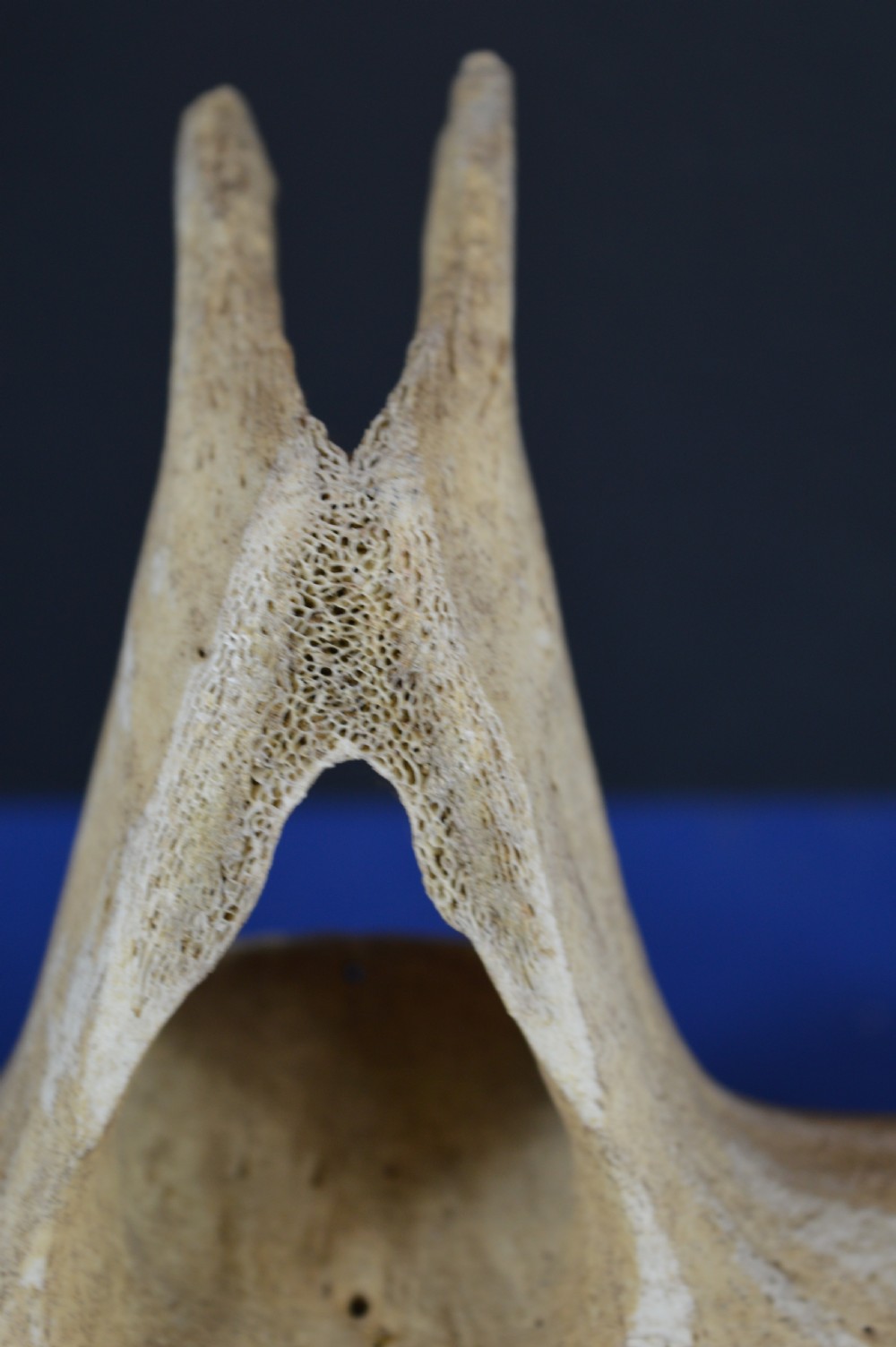 A carved whale vertebra figure with extended side limbs, stylized facial features, and a textured bone surface. View XII