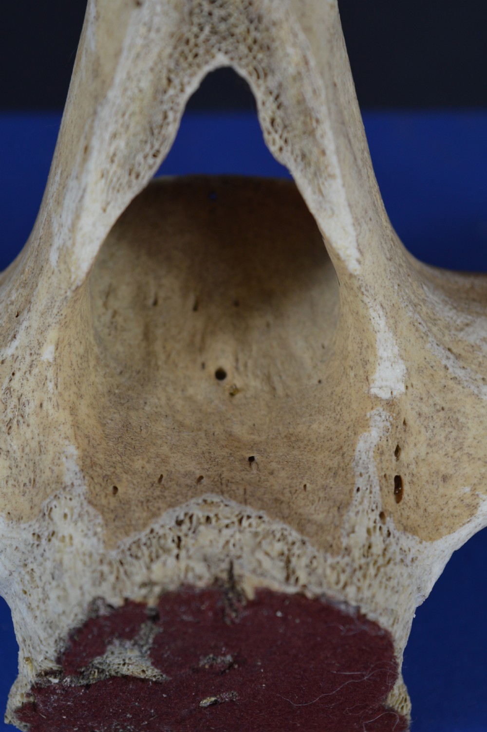 A carved whale vertebra figure with extended side limbs, stylized facial features, and a textured bone surface. View XIII
