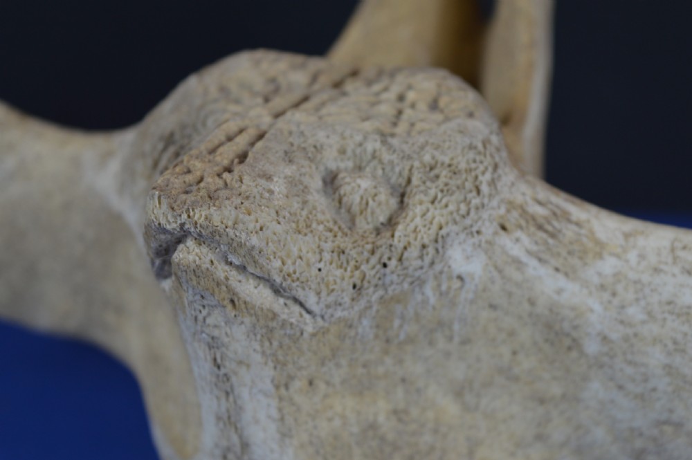 A carved whale vertebra figure with extended side limbs, stylized facial features, and a textured bone surface. View XIV