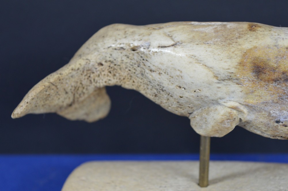 A hand-carved whale figure made from porous whalebone mounted on a metal pin above a rectangular bone plinth base. View V
