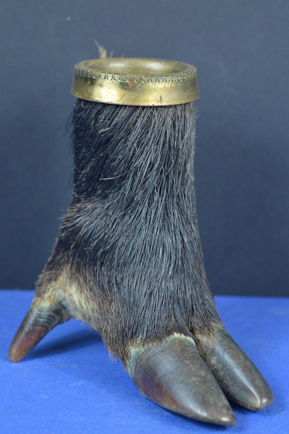 A late nineteenth-century taxidermy wild boar foot repurposed as an inkwell with a patterned brass rim collar.