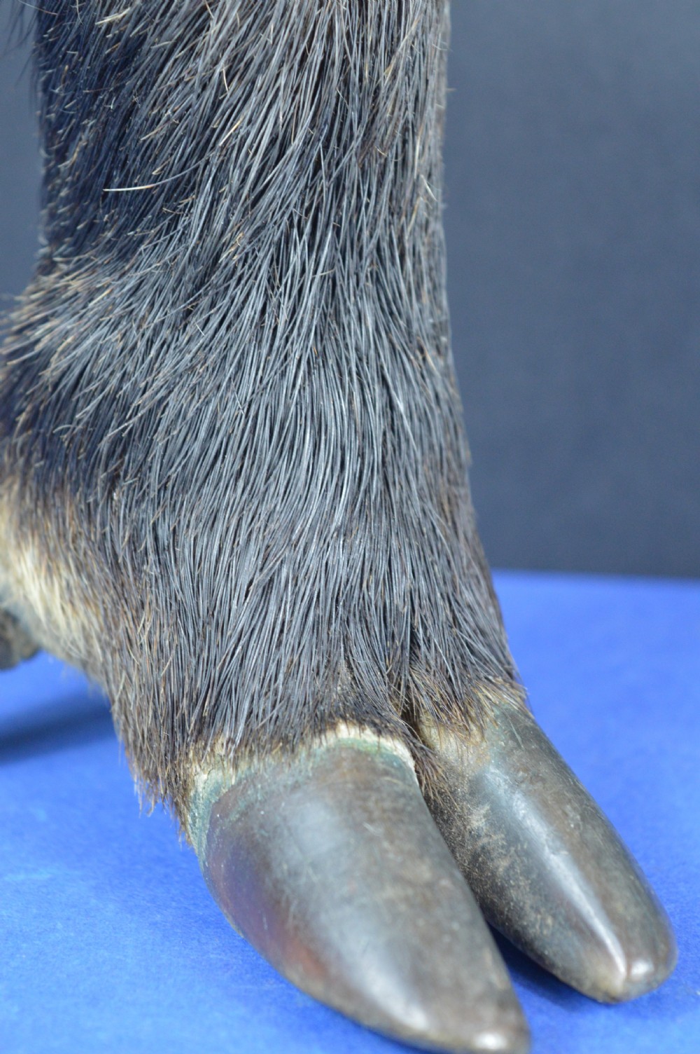 A late nineteenth-century taxidermy wild boar foot repurposed as an inkwell with a patterned brass rim collar. View II
