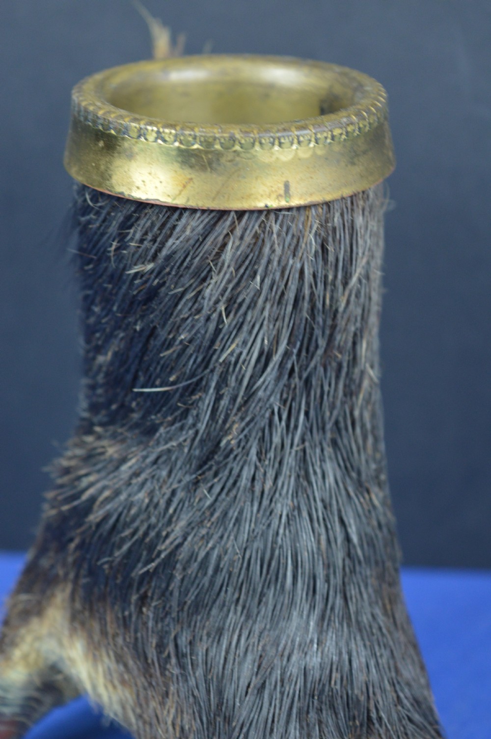 A late nineteenth-century taxidermy wild boar foot repurposed as an inkwell with a patterned brass rim collar. View III
