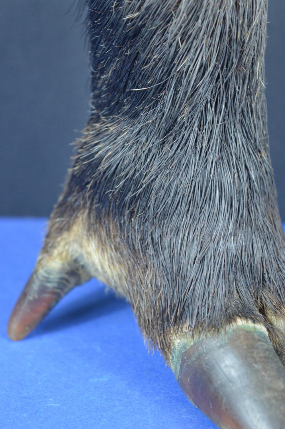 A late nineteenth-century taxidermy wild boar foot repurposed as an inkwell with a patterned brass rim collar. View IV