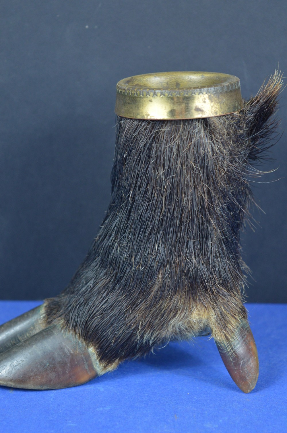 A late nineteenth-century taxidermy wild boar foot repurposed as an inkwell with a patterned brass rim collar. View V