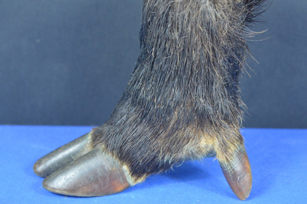 A late nineteenth-century taxidermy wild boar foot repurposed as an inkwell with a patterned brass rim collar. View VI